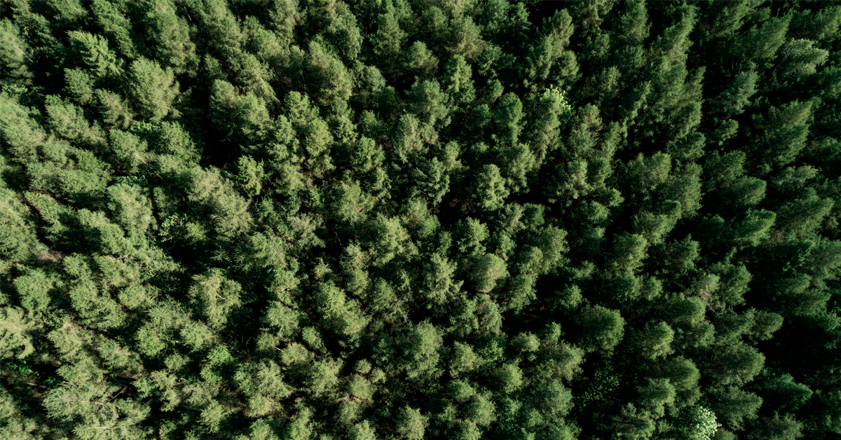 aerial shot of trees